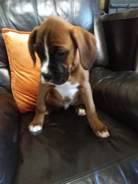 Boxer dogs for sale in Ireland