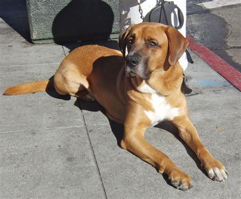 Spencer is an adoptable Dog - Boxer & Labrador Retriever Mix sear