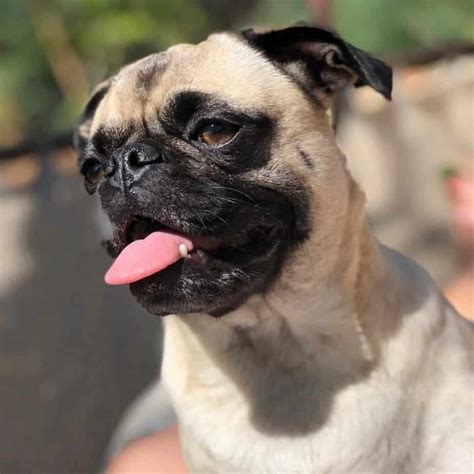 Many people mistake their Boxer parent for a mean, aggressive, and dangerous dog, so it’s possible that the Boxer Chow Chow mix will be assumed to have these traits. ... 20. Chugapug (Pug & Chow Chow Mix) Image credit: tammy_animal_adventures / Instagram. The Chugapug is a hybrid dog created by …. 