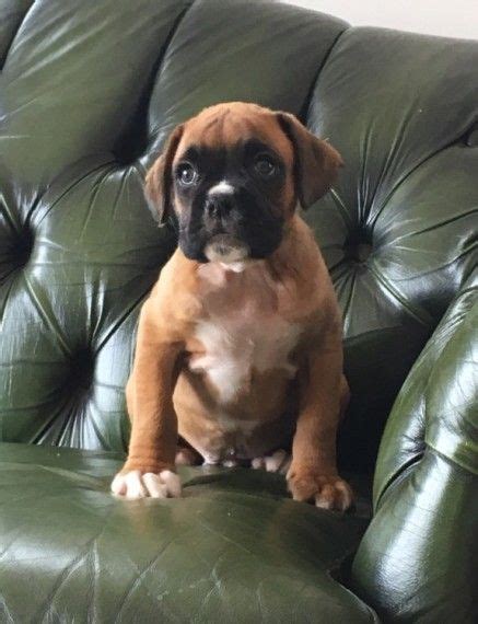 For Sale "boxer puppies" in Charlesto