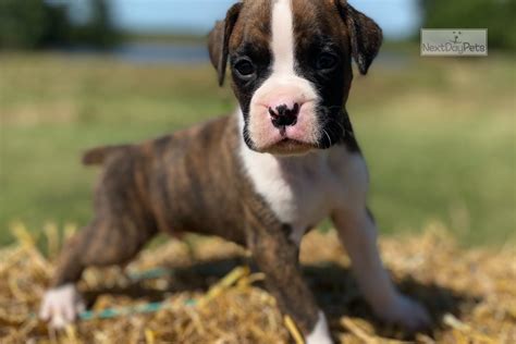 Boxer puppies for sale in kansas city. Cute And Lovely Boxer Pups For Sale kansas, kansas city. Registered cute and lovely Boxer pups for Sale. These dogs are family raised and paper tra.. #116798 