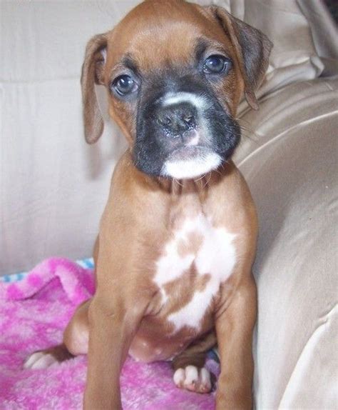 Find a Boxer puppy from reputable breeders 