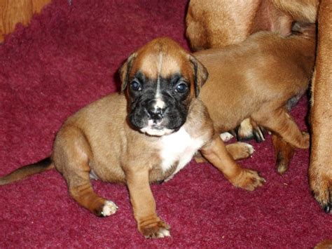 Boxer puppies for sale in pa under dollar300. Boxer Puppies Male and female CKC for sale or trade Very Nice Boxer puppies Male and Female CKC reg, DOB. 6-15-12 up to date on puppy vacs. and wormings, both are... Pets and Animals Blue Creek 250 $ 