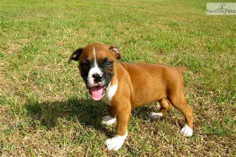 Boxer puppies georgia. Dog Group: Working Size: 21-25 inches tall, 55-70 lbs Lifespan: 10-14 years Energy Level: High Coat: Short-haired and smooth Shedding: Moderate Hypoallergenic: No. History: The Boxer descends from two dogs of the (now extinct) Bullenbeisser breed from Germany: the Danziger Bullenbeisser and the Brabanter Bullenbeisser, both of which were used by … 