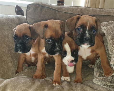 Boxer puppies indiana. Feb 1, 2023 · Find Boxer dogs and puppies from Indiana breeders. It’s also free to list your available puppies and litters on our site. 