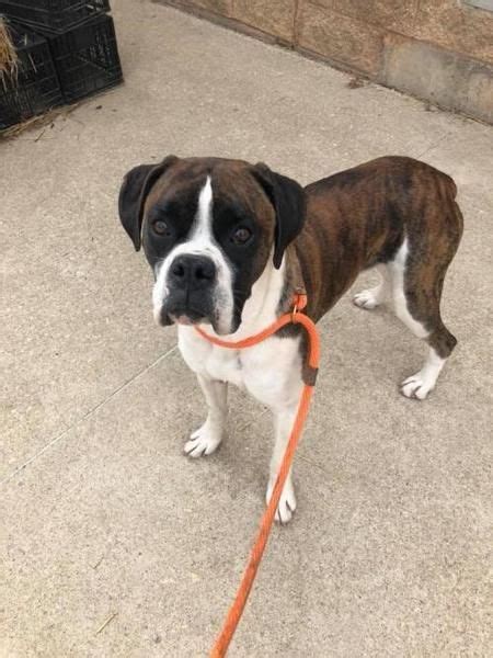 Boxer - Adult - Female. Adoptable Only Dog Traditional or underground fenced yard preferred.. 