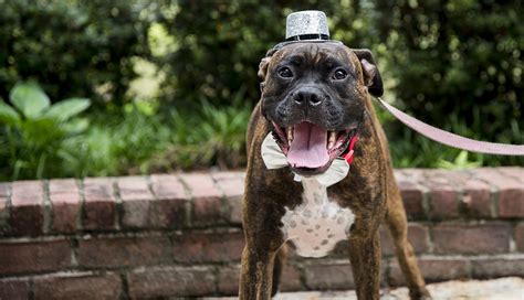 Boxer rescue nc. Things To Know About Boxer rescue nc. 