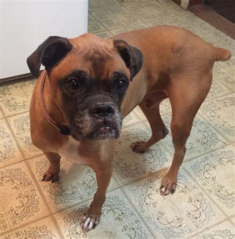 Boxer rescues near me. PENDING ADOPTION Meet Mervin! He's a beautiful boxer mix in search of his furever home. He loves toys, attention... » Read more ». Little River County, Ashdown, AR. Details / Contact. 5 of 12. Check out this handsome dude! Phantom is … 