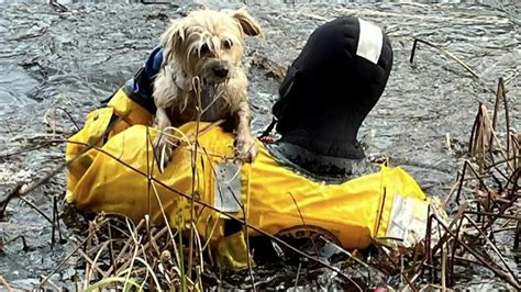 Boxford Fire comes to the rescue of furry friend stuck on thin ice