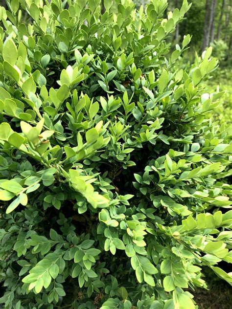 Boxwood