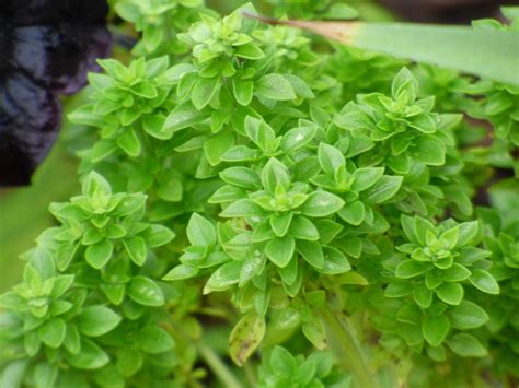 Boxwood Basil Plant Info: Tips For Growing Boxwood …