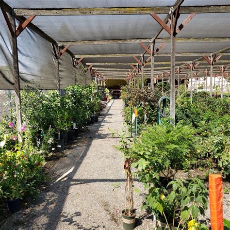 Boxwood Nursery - Woodland, CA - Nextdoor