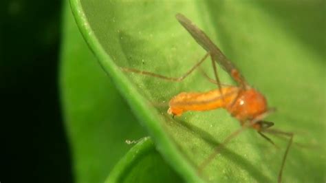 Boxwood leafminer lifecycle - YouTube