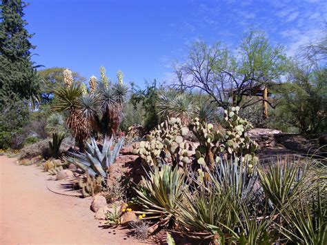 Boyce thompson botanical gardens. The Boyce Thompson Arboretum in Arizona covers almost 400 acres of land and features over 20,000 different plants from around the world. ... the botanical garden has undergone various activities, ... 