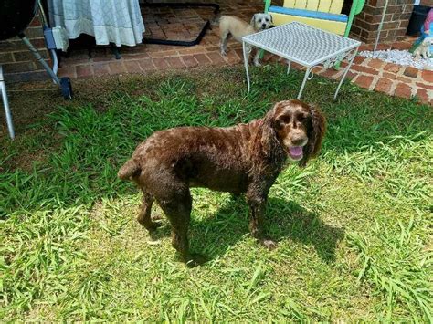 Boykin spaniel rescue. Breeding quality gun dogs for over 16 years. 910-840-9047. Send Email to MaxR Boykins. Testimonials (77) You are viewing the 10 most recent - View all reviews for MaxR Boykins. Submitted by: Keller Royer on Apr 25, 2023. Tommy was a great help from the beginning. 