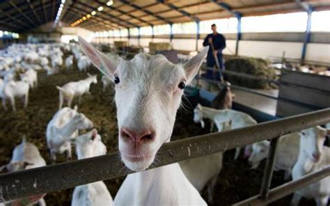 Brabant handhaaft bouwstop geitenstallen Brabant