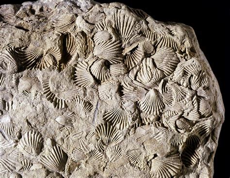 About Brachiopod Fossils. No other organisms typify the Age of Invertebrates more than brachiopods. They are the most abundant Paleozic fossils, except for maybe trilobites. Because of this, paleontologists use them to date rocks and other fossils. Countless billions accumulated on the ocean floor in over 30,000 forms. Today there are far fewer species, …. 