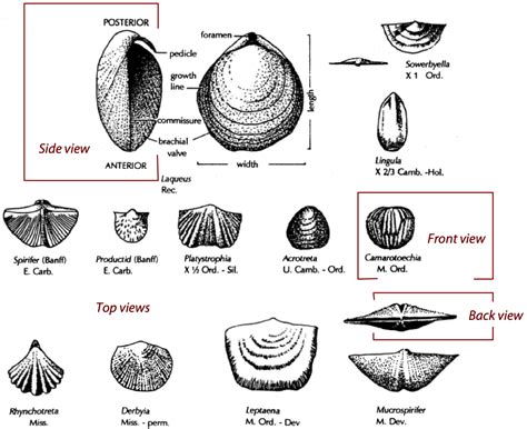 Brachiopod shell. The different shell layers of the modern terebratulide brachiopod Magellania venosa.(a) Schematic deduced from our FE-SEM and TEM results depicting the position of the periostracum, the two mineralized shell layers and the location of the mantle epithelium.The schematic shows the spatial relationship between the outer (OME) and … 