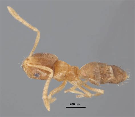 Brachymyrmex depilis Emery