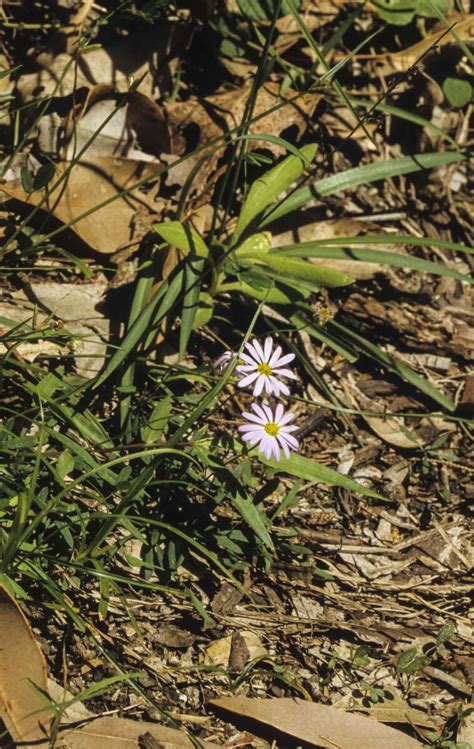 Brachyscome graminea Australian Plants Society