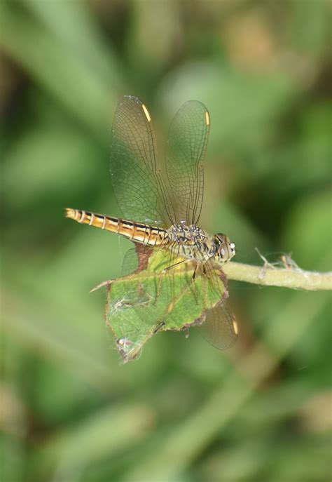 Brachythemis contaminata (Fabricius, 1793) - GBIF