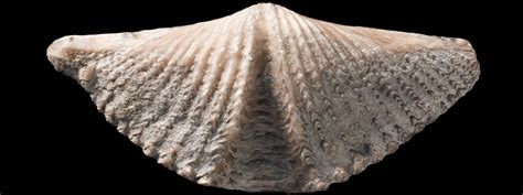 Brachiopod Fossils. The most common seashells at the beach today are bivalves: clams, oysters, scallops, and mussels. However, from the Cambrian to the Permian (542 to 252 million years ago), another group …. 