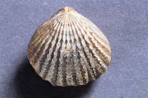 Rhynchonellids dominate the brachiopod fauna. In this work, however, 