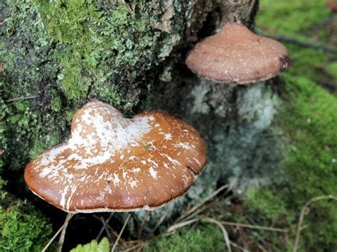 Bracket Fungus Info: Does It Hurt Plants And How Long Does …