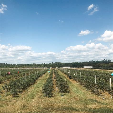 Bradford and Clay counties, North Florida U-Pick Farms - Pick …