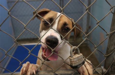 Bradshaw animal shelter adoption. Luna Anona, County Bradshaw Animal Shelter Each year, 6.3 million pets are surrendered to U.S. shelters, which is an average of 17,260 a day, according to the American Society for the Prevention ... 