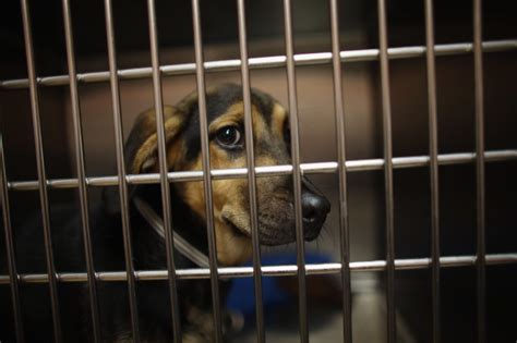 Bradshaw shelter. 582 likes, 12 comments - bradshawanimalshelter on January 5, 2024: "Want to adopt Samson? ⤵️ Samson is available for adoption at Bradshaw Animal Shelter, 3839 ... 