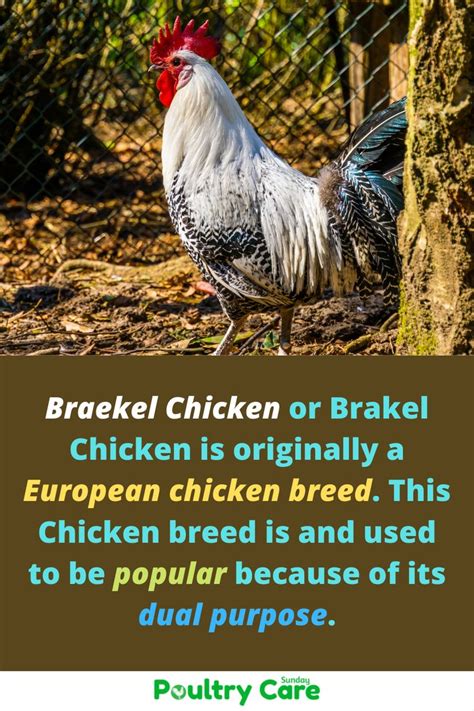 Braekel Chicken: Characteristics, Temperament & Full Breed