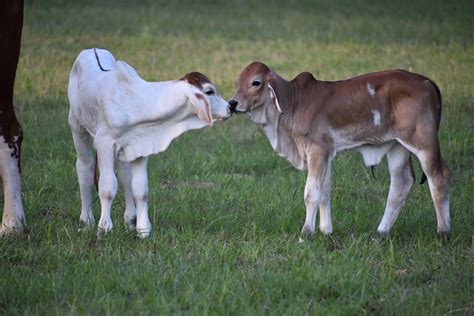 Browse a wide selection of Cattle for sale in SAN ANTONIO, TEXAS at LivestockMarket.com, the leading site to buy and sell Cattle online. Login Dealer Login ... Two registered Brahman cows with calves sired from registered Brahman bull. Calves were born on July 17, 2023. One bull calf and one heifer calf. Get Shipping Quotes ….