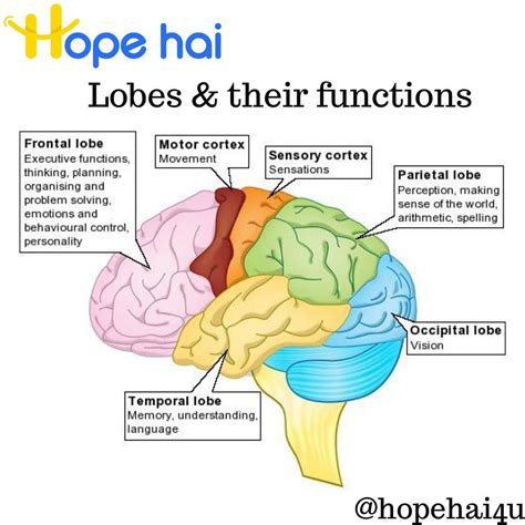 Brain Anatomy: The 4 Lobes Structures and Functions