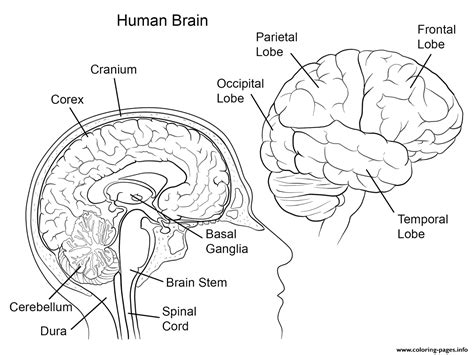 Brain Anatomy Coloring Pages Human Anatomy Diagram Coloring Home