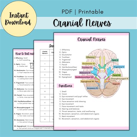 Brain And Cranial Nerves Study Guide Mybooklibrary