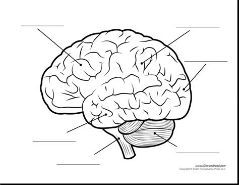 Brain Coloring Diagra