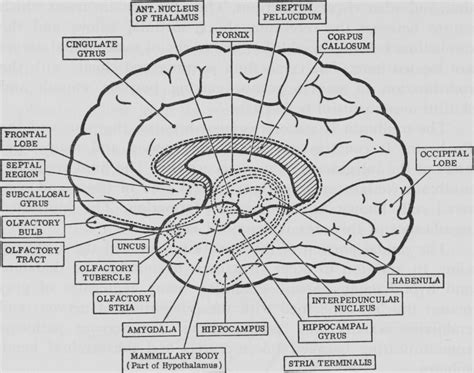 Brain Coloring Shee
