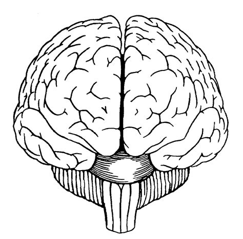 Brain Diagram Front View Sketch Coloring Page