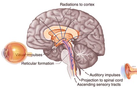 Brain Diagram Reticular Formation