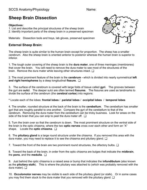 Brain Dissection Lab Report