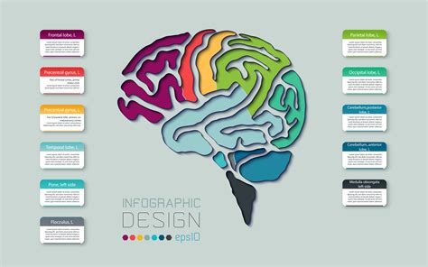 Brain Infographic Template