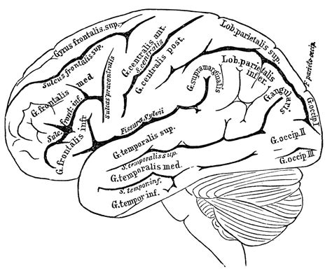 Brain Jack Image Brain Coloring Pages