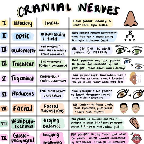 Brain and cranial nerves study guide. - Manual de historia de la cultura by carlos alvear acevedo.