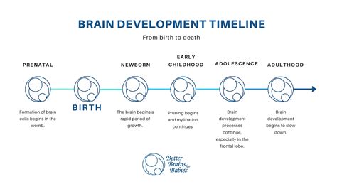 Brain development timeline age 25.  Nov 25, 2025 · Four major turning point...