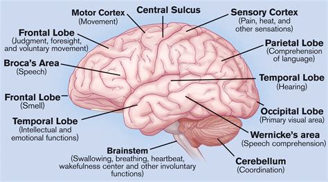 Brain functions and structures