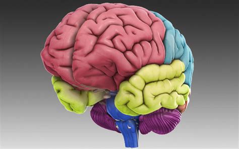 Brain parts 3d. Dec 28, 2020 · The brain stem is this bit here and it consists of three parts. You've got the medulla oblongata, the pons, and the midbrain. The medulla oblongata is this bit here, which is most distal or most inferior, and it starts at the end of the pons and it ends where the spinal cord begins. The spinal cord begins at the opening of the skull at the ... 