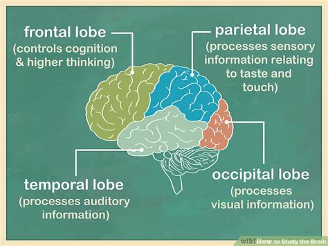 Brain study informally. Things To Know About Brain study informally. 