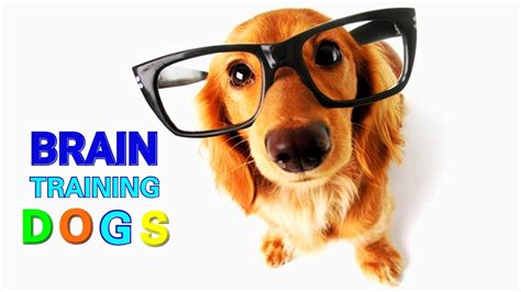 Brain training for dogs. The Airplane Game - Brain Training for Dogs 
