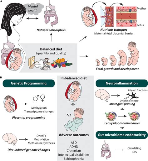 Brain tumor development affected by mothers